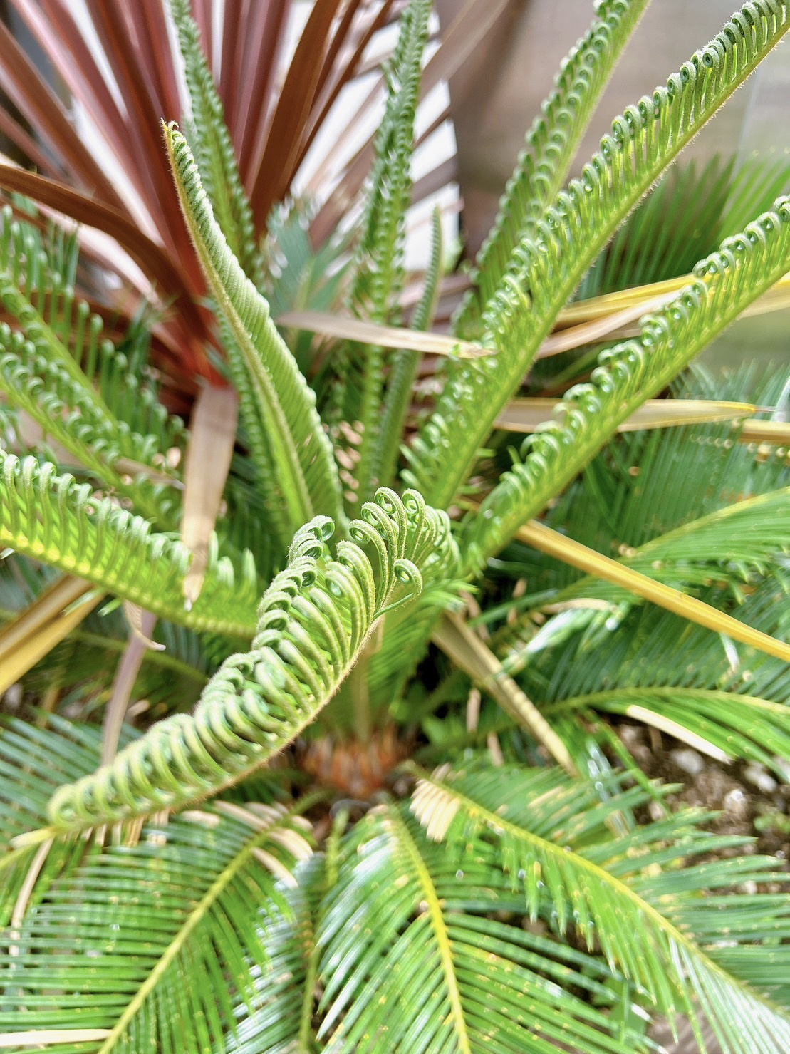 隊長の心は夏模様の画像