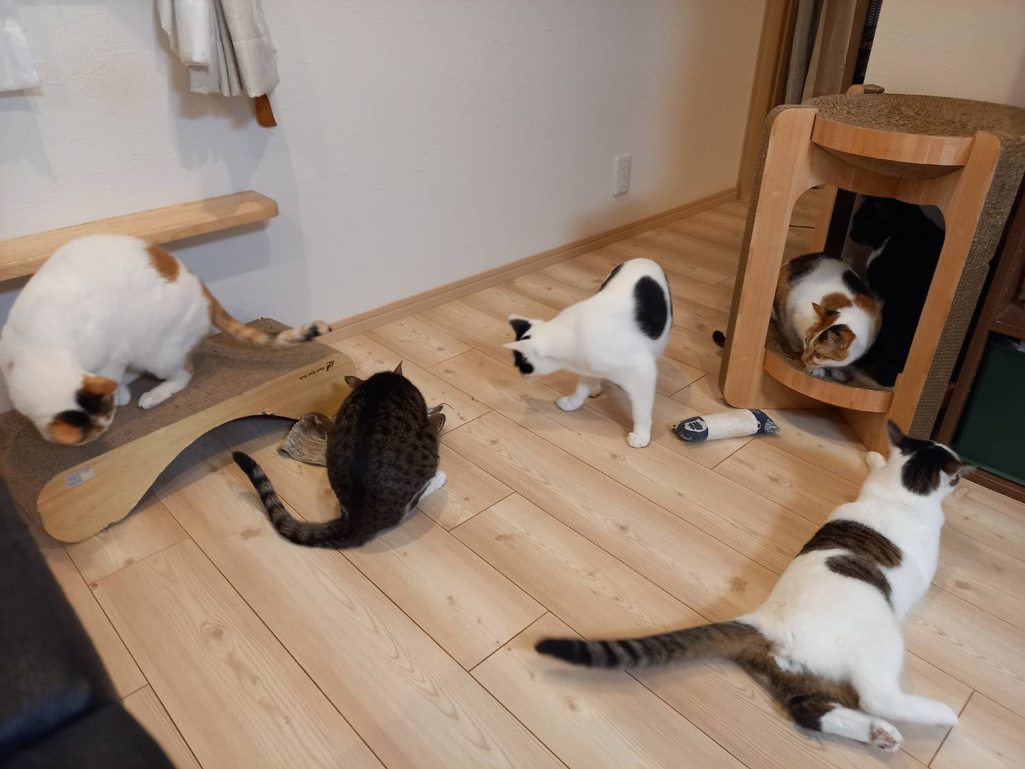今日のねこの画像