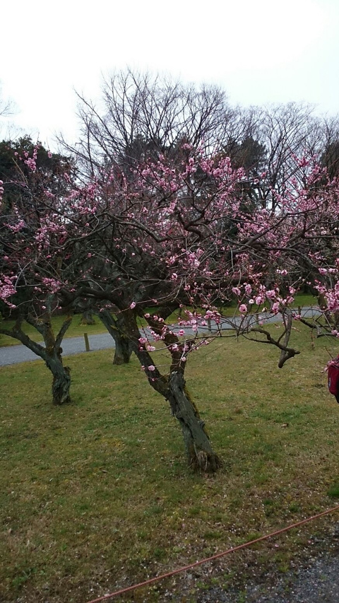 梅は咲いた,桜は未だかいな？の画像