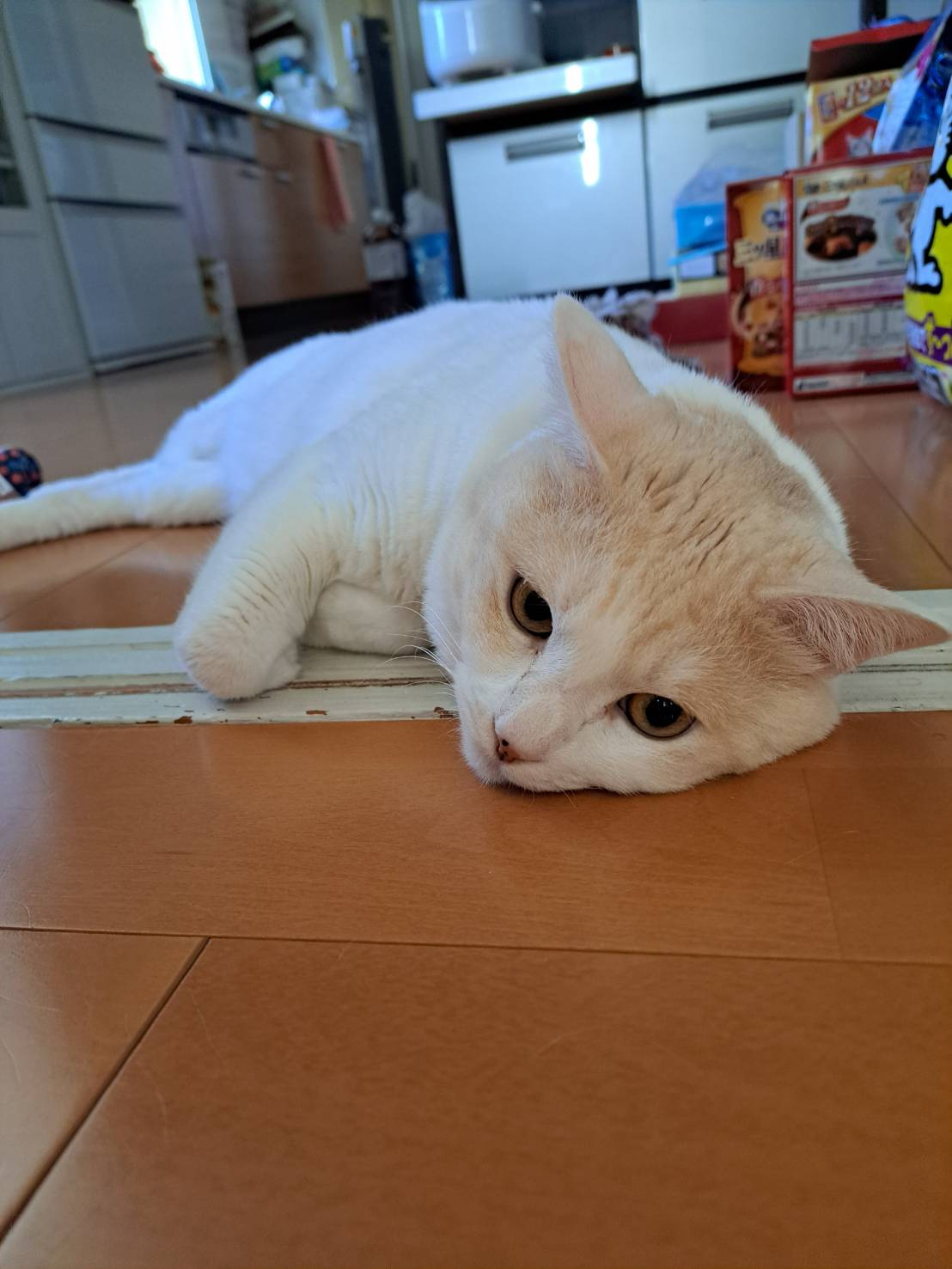 今日のねこの画像