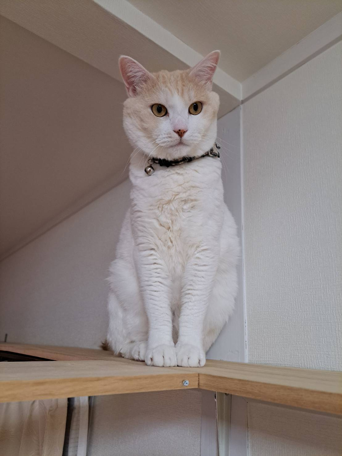 今日のねこの画像