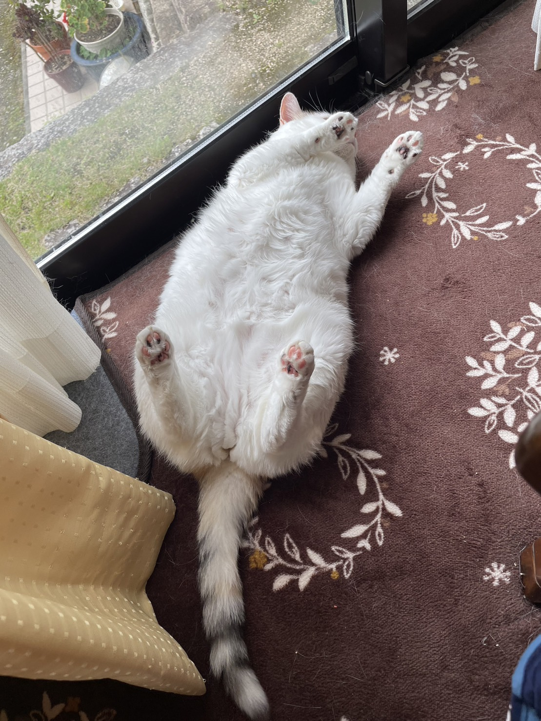 今日のねこの画像