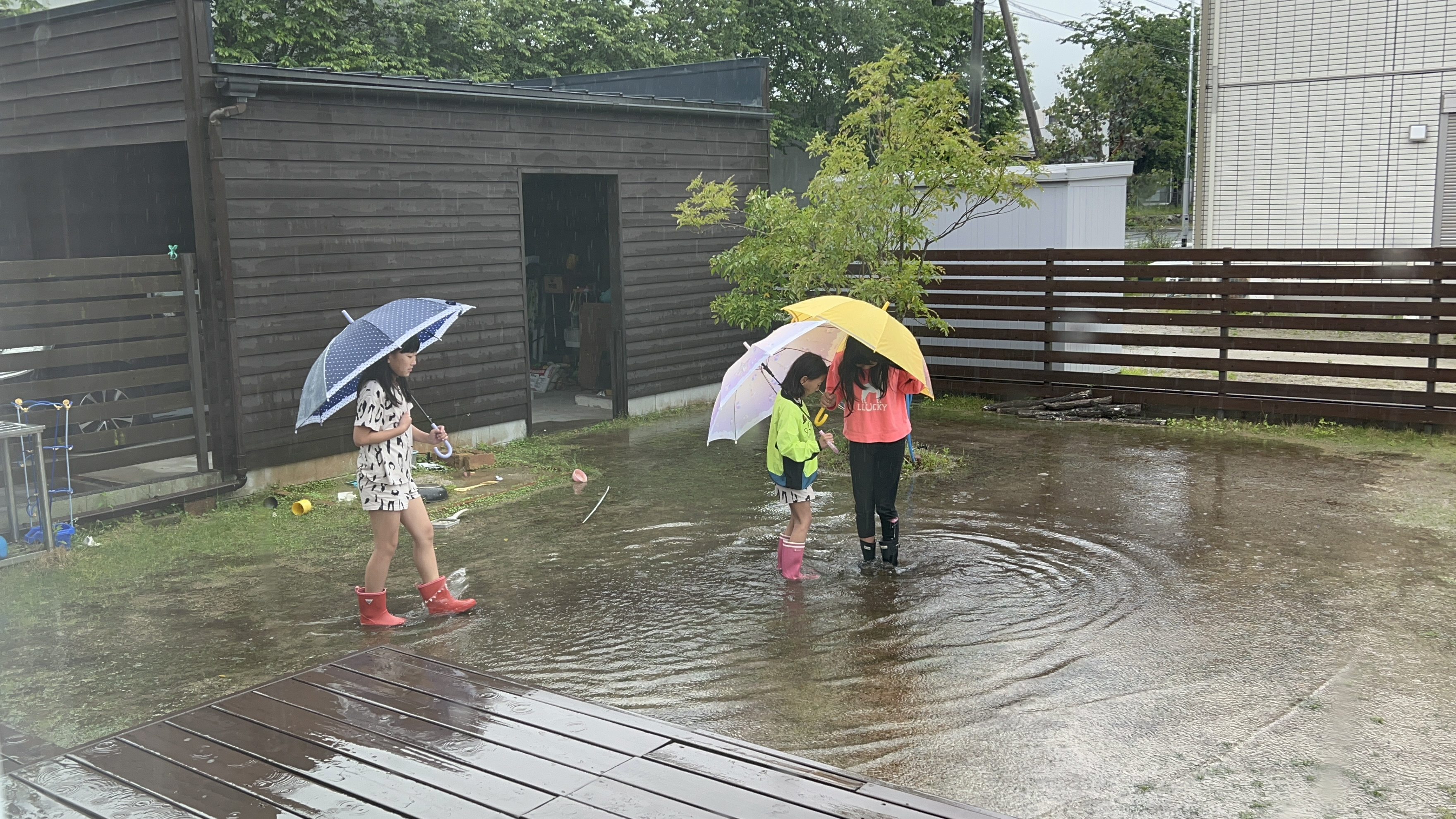 【梅雨】の画像
