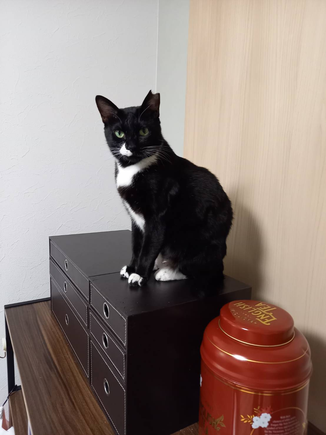今日のねこの画像