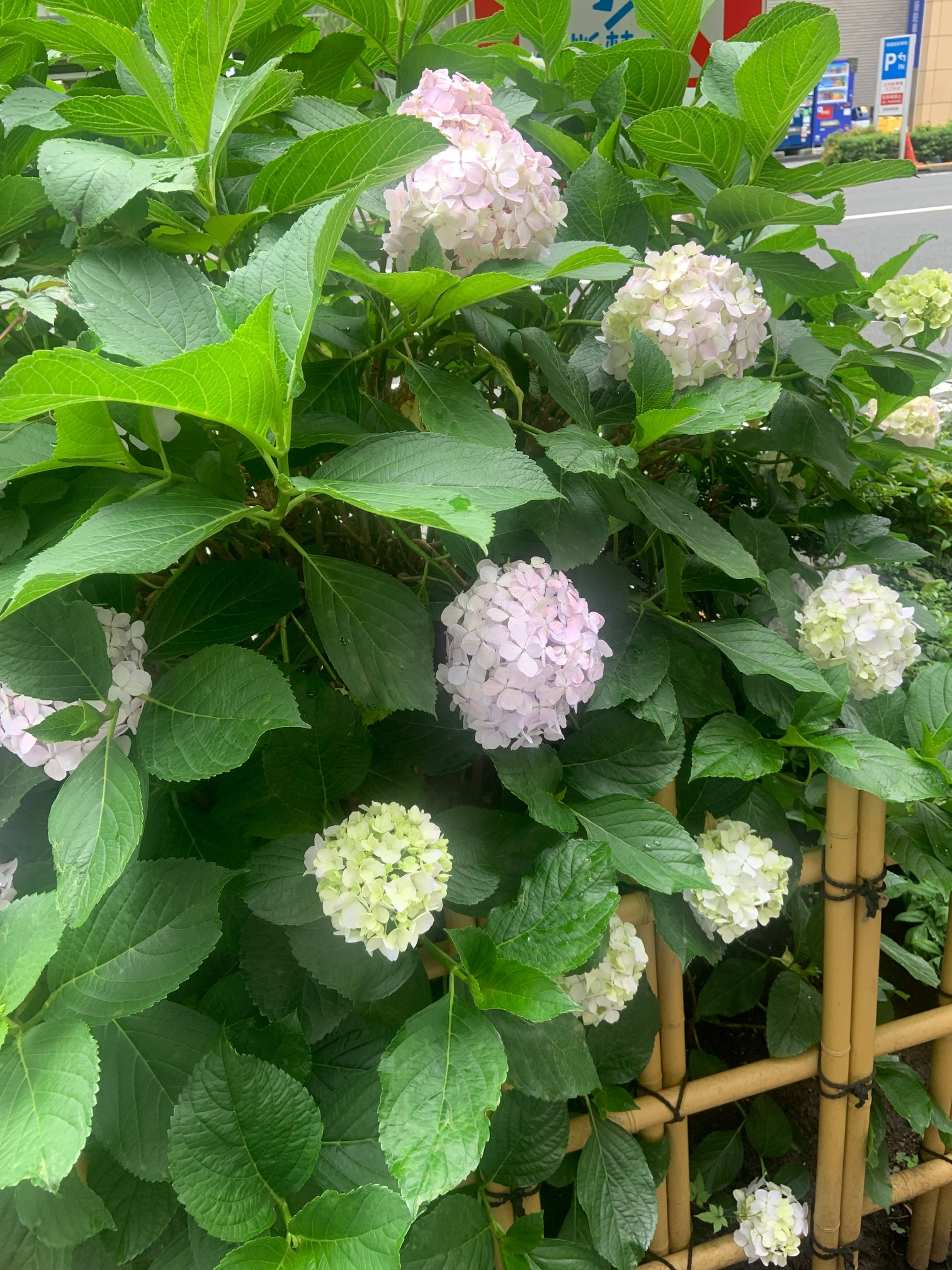 雨が似合いますの画像