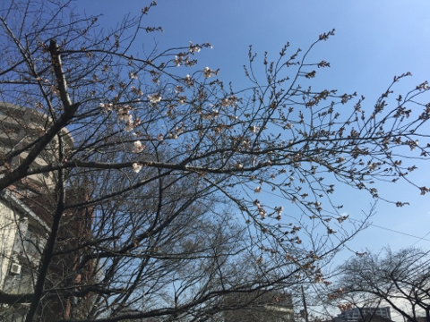 石神井川の桜が開花しましたの画像