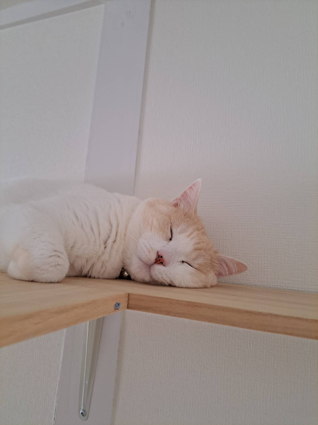 今日のねこの画像