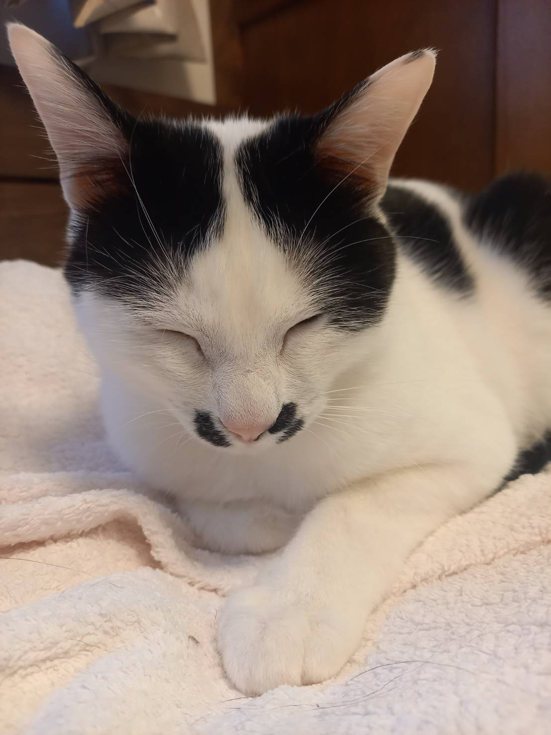今日のねこの画像