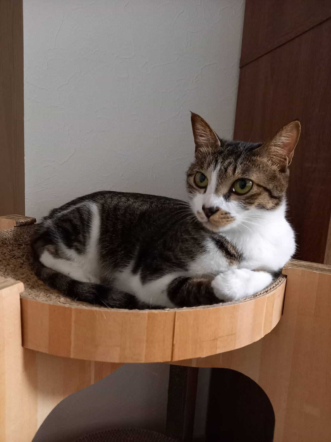 今日のねこの画像