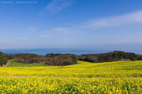 菜の花物語…天空の花畑の画像
