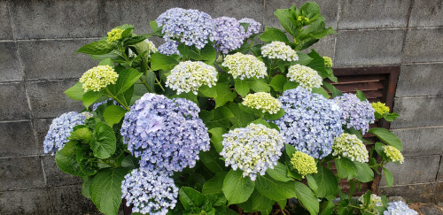 紫陽花のある庭の画像