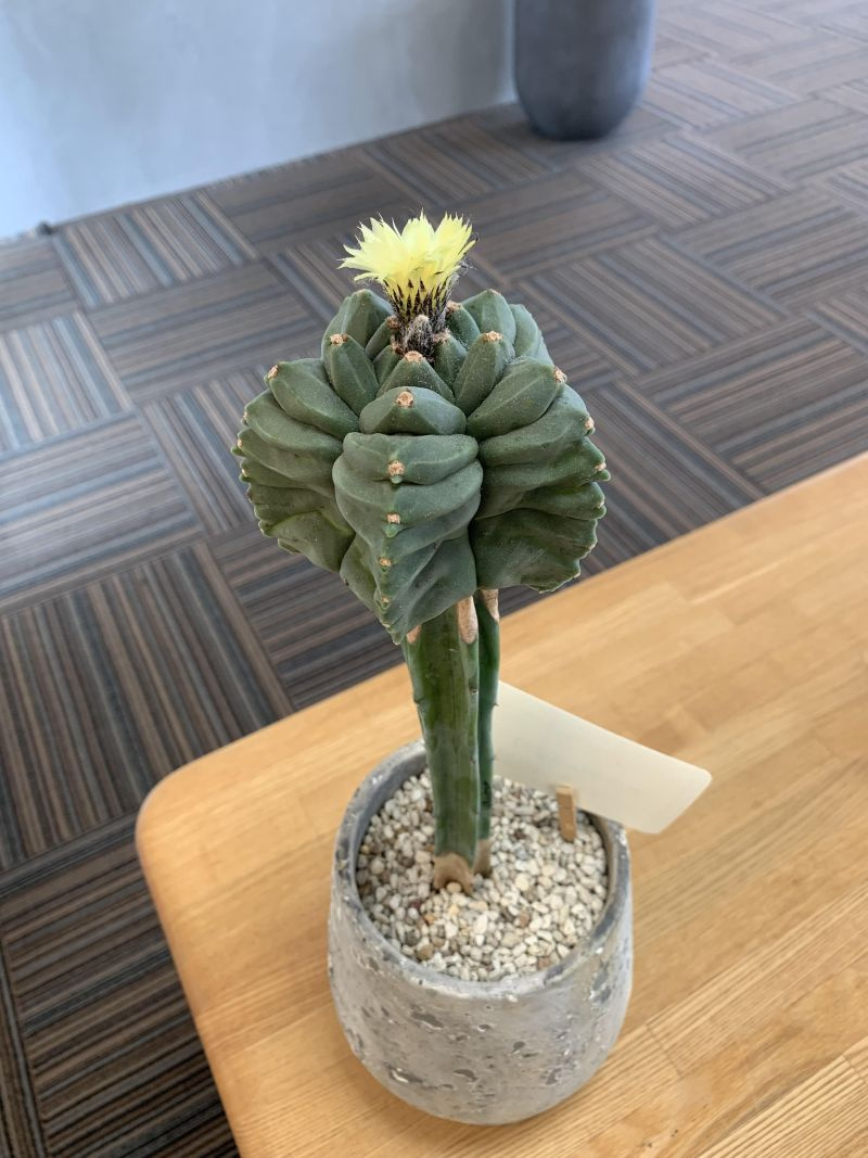 サボテンの花の画像