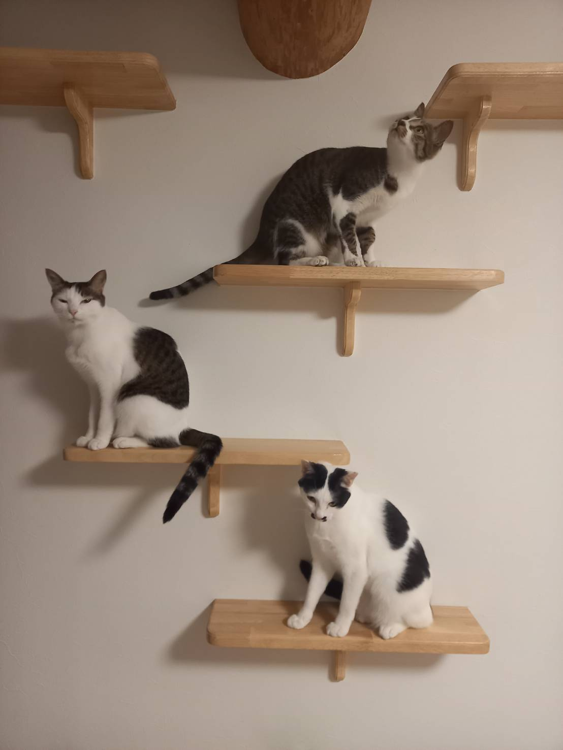 今日のねこの画像