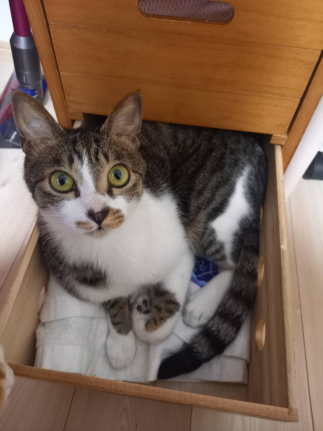 今日のねこの画像