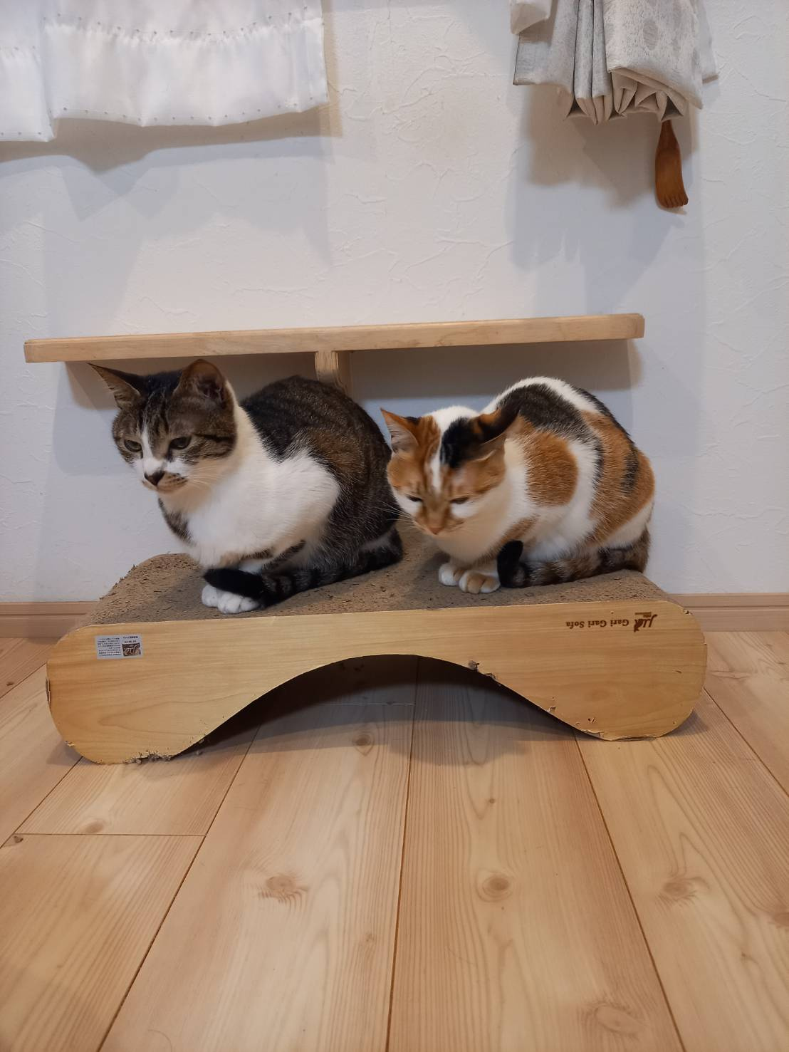 今日のねこの画像