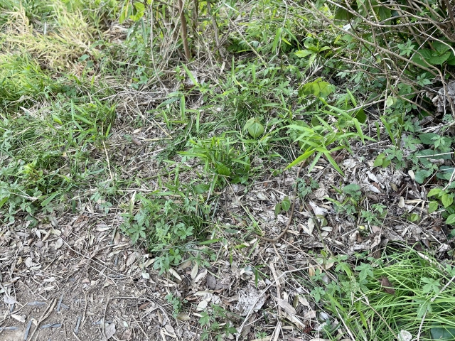 相続土地国庫帰属とは？制度にかかる費用やメリットについてご紹介