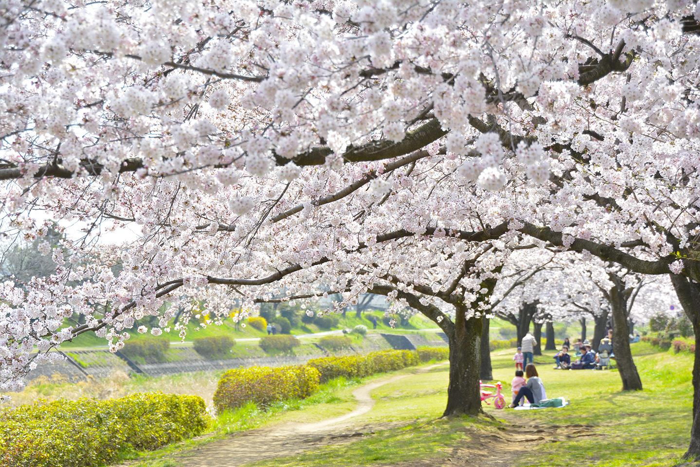 「南浅川沿いのサクラ」