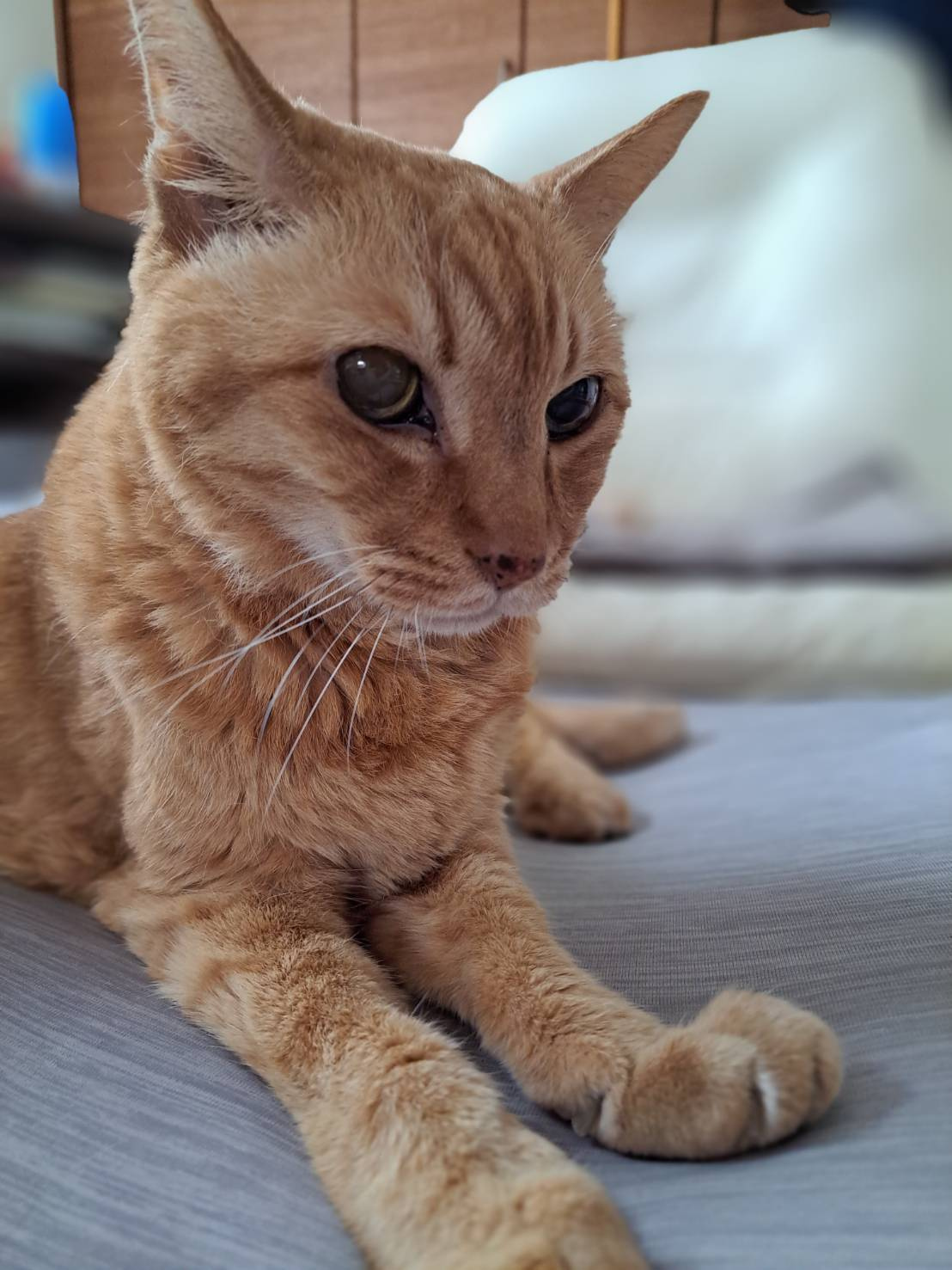 今日のねこの画像