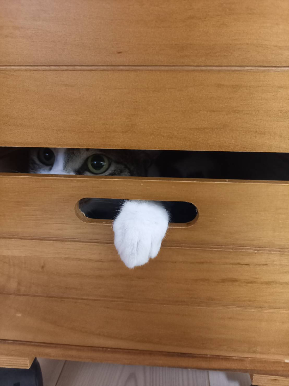 今日のねこの画像