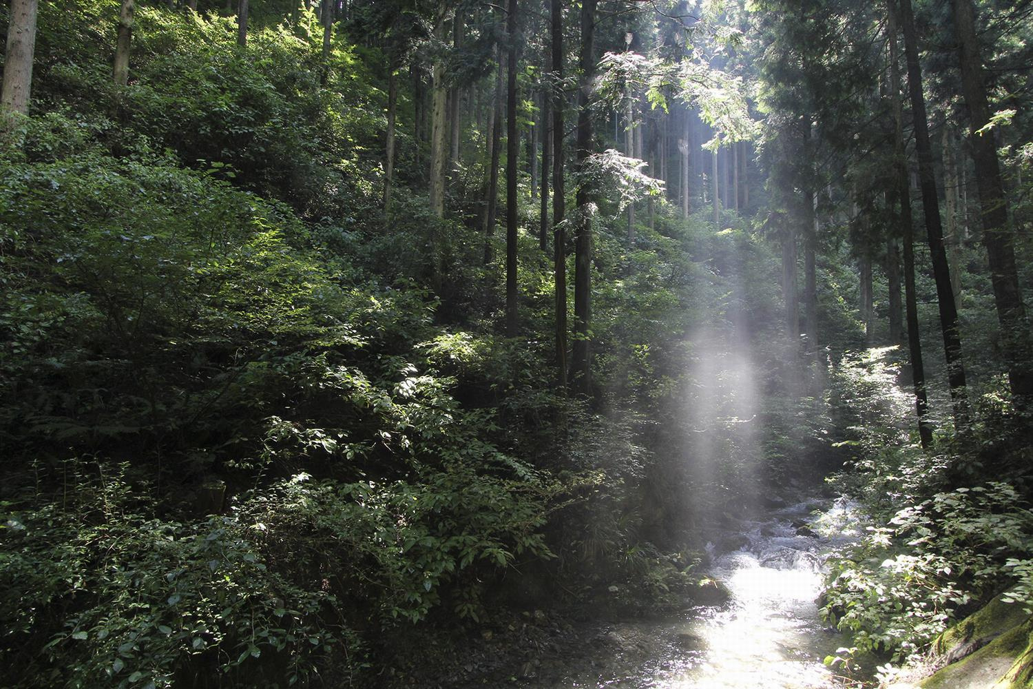高尾山の渓流