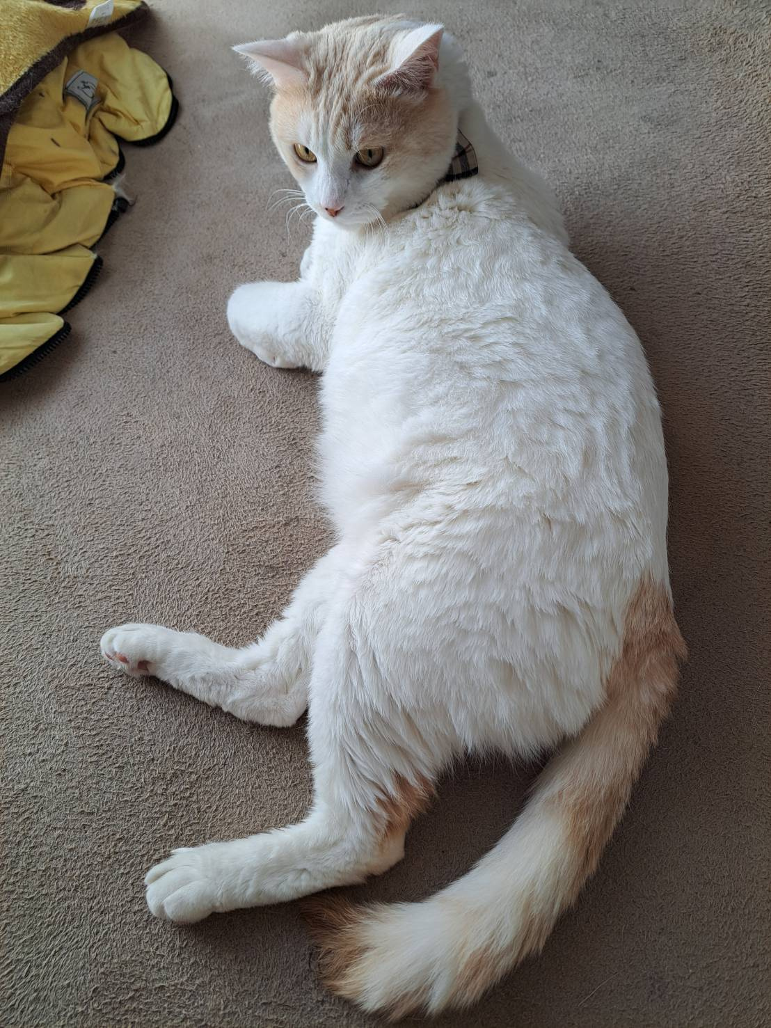 今日のねこの画像