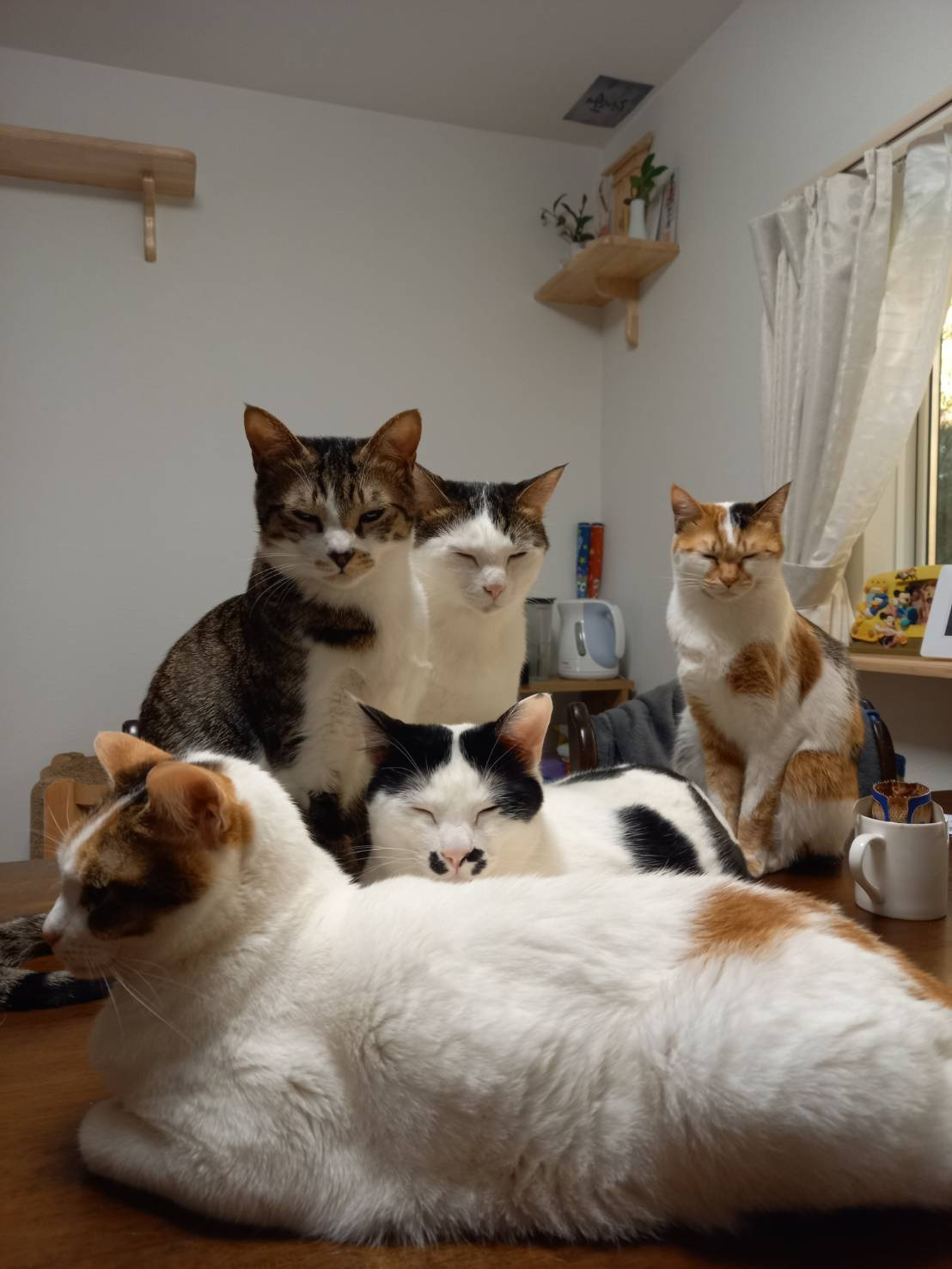 今日のねこの画像