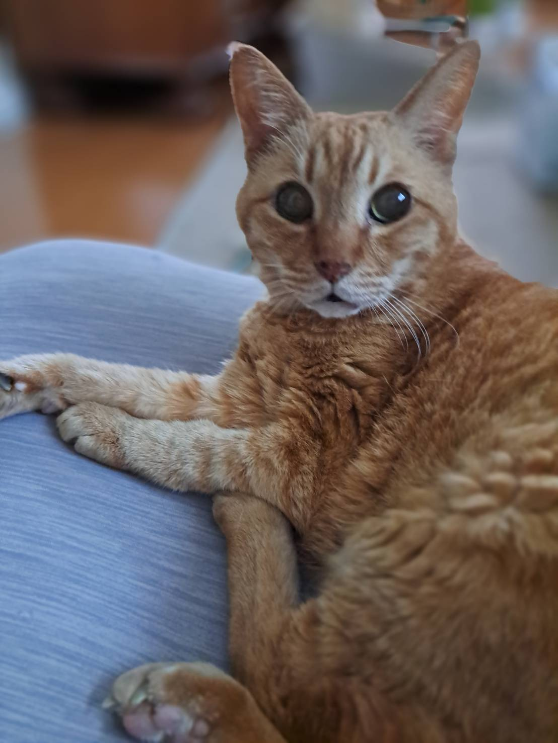 今日のねこの画像