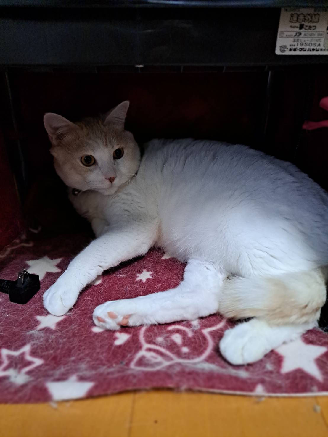 今日のねこの画像