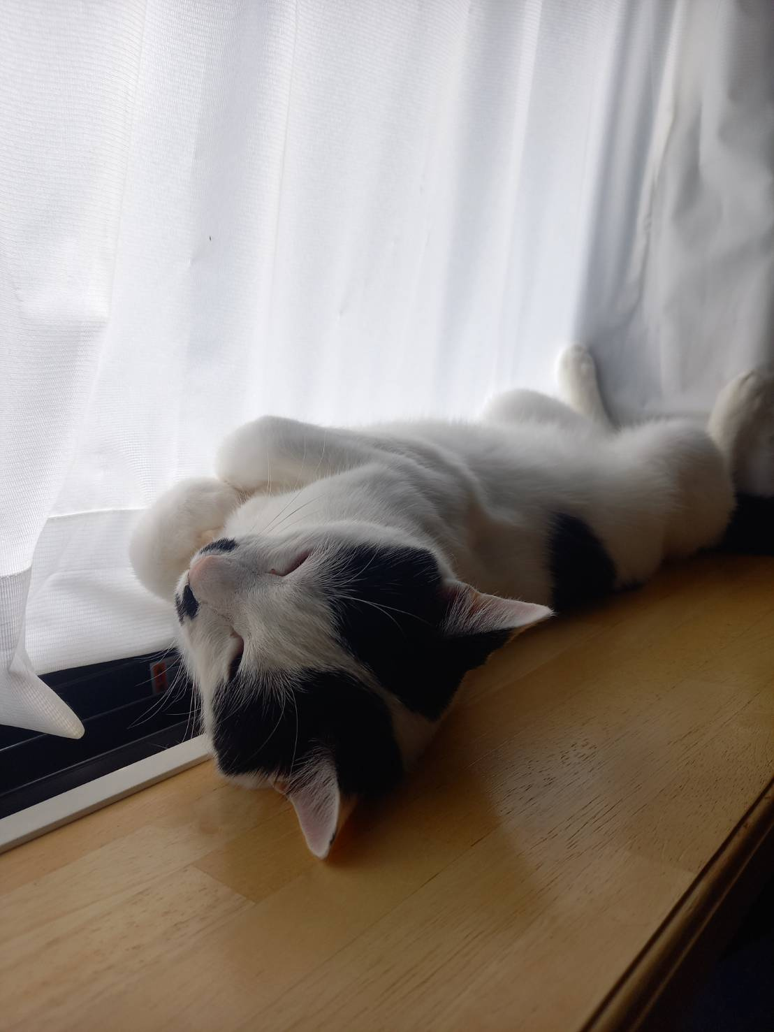 今日のねこの画像