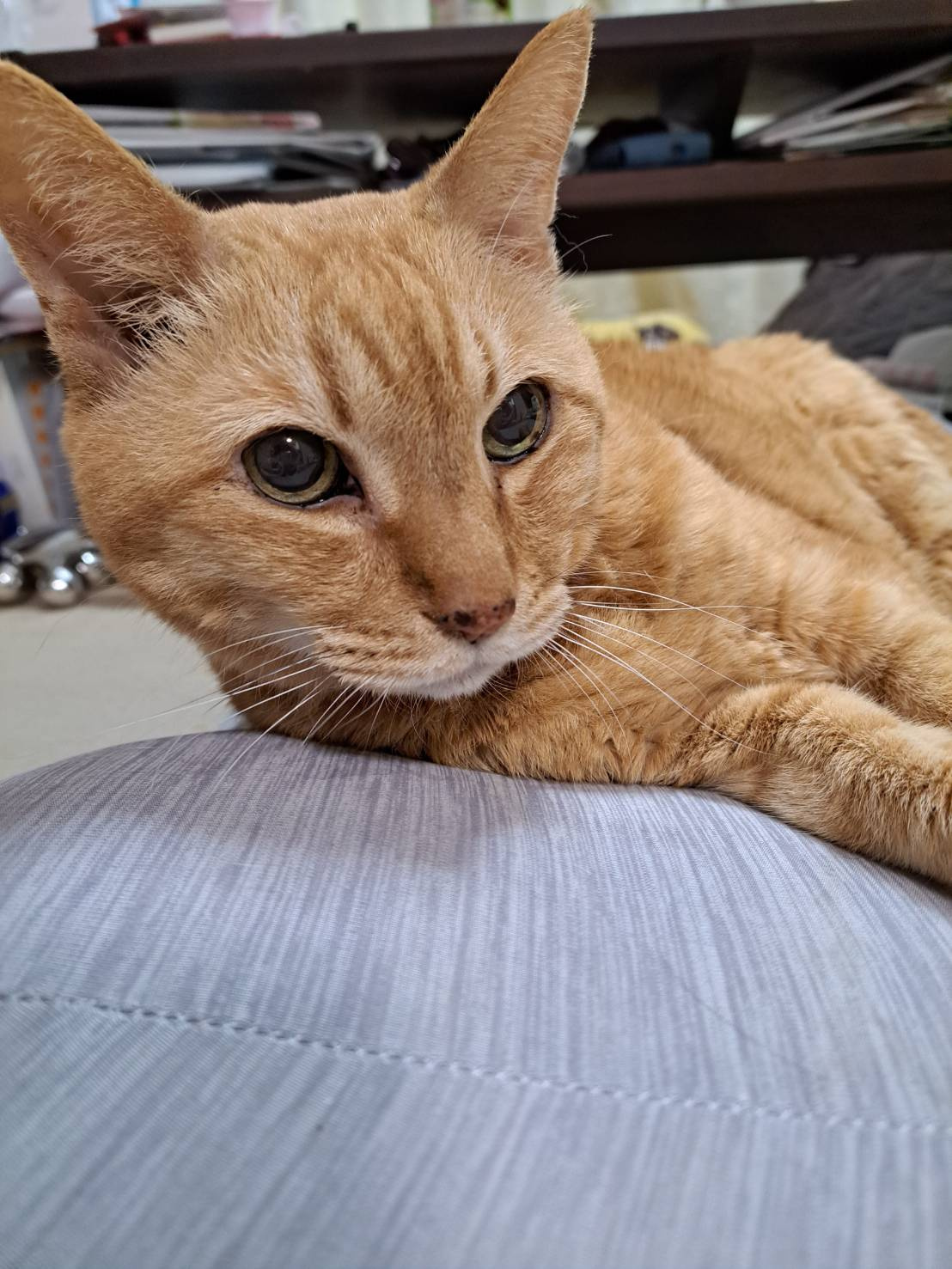 今日のねこの画像