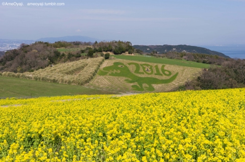菜の花物語…2016の画像