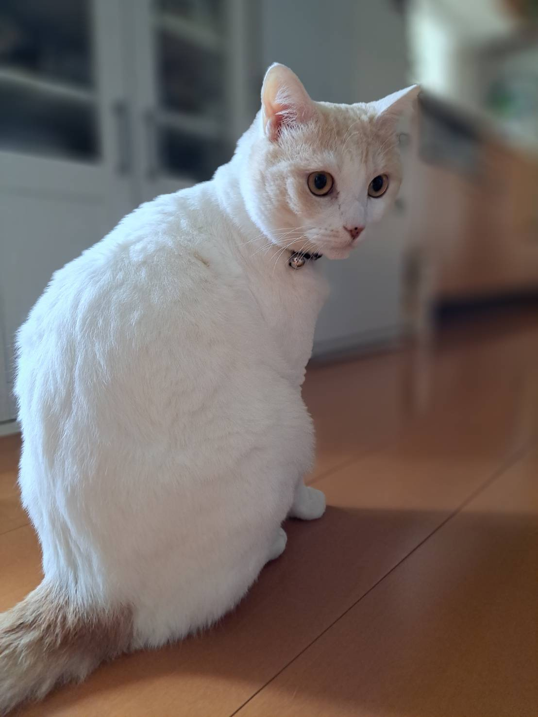 今日のねこの画像
