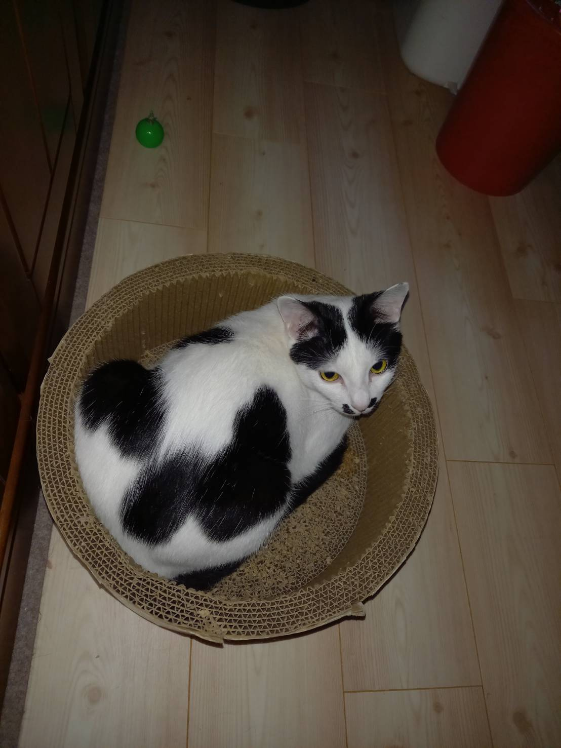 今日のねこの画像