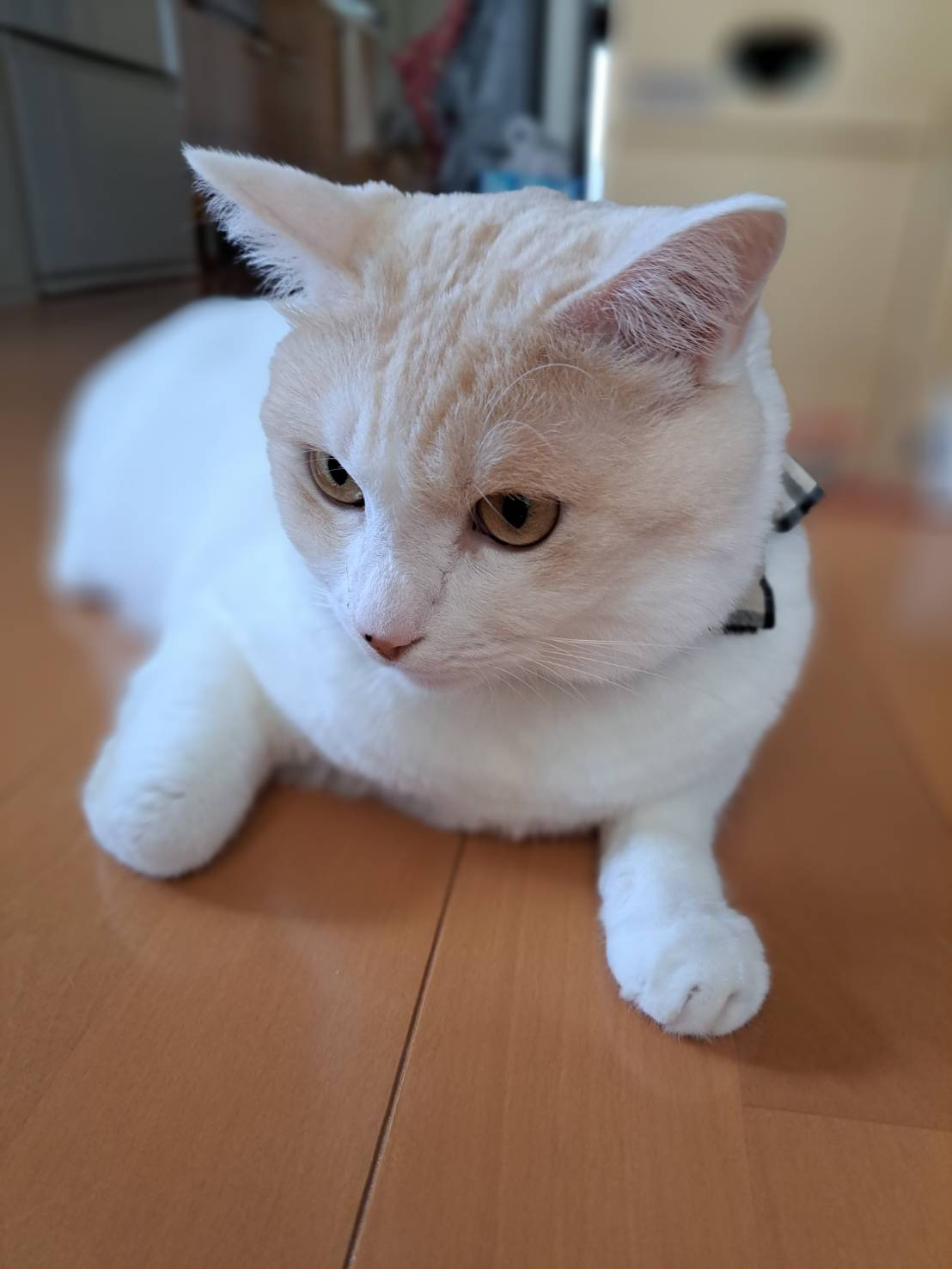 今日のねこの画像