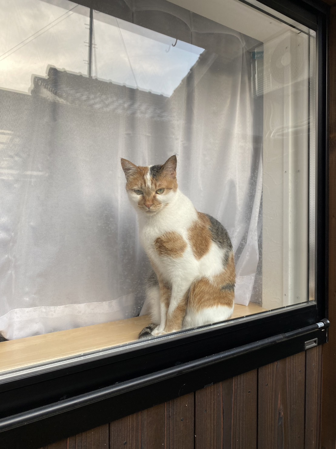 今日のねこの画像