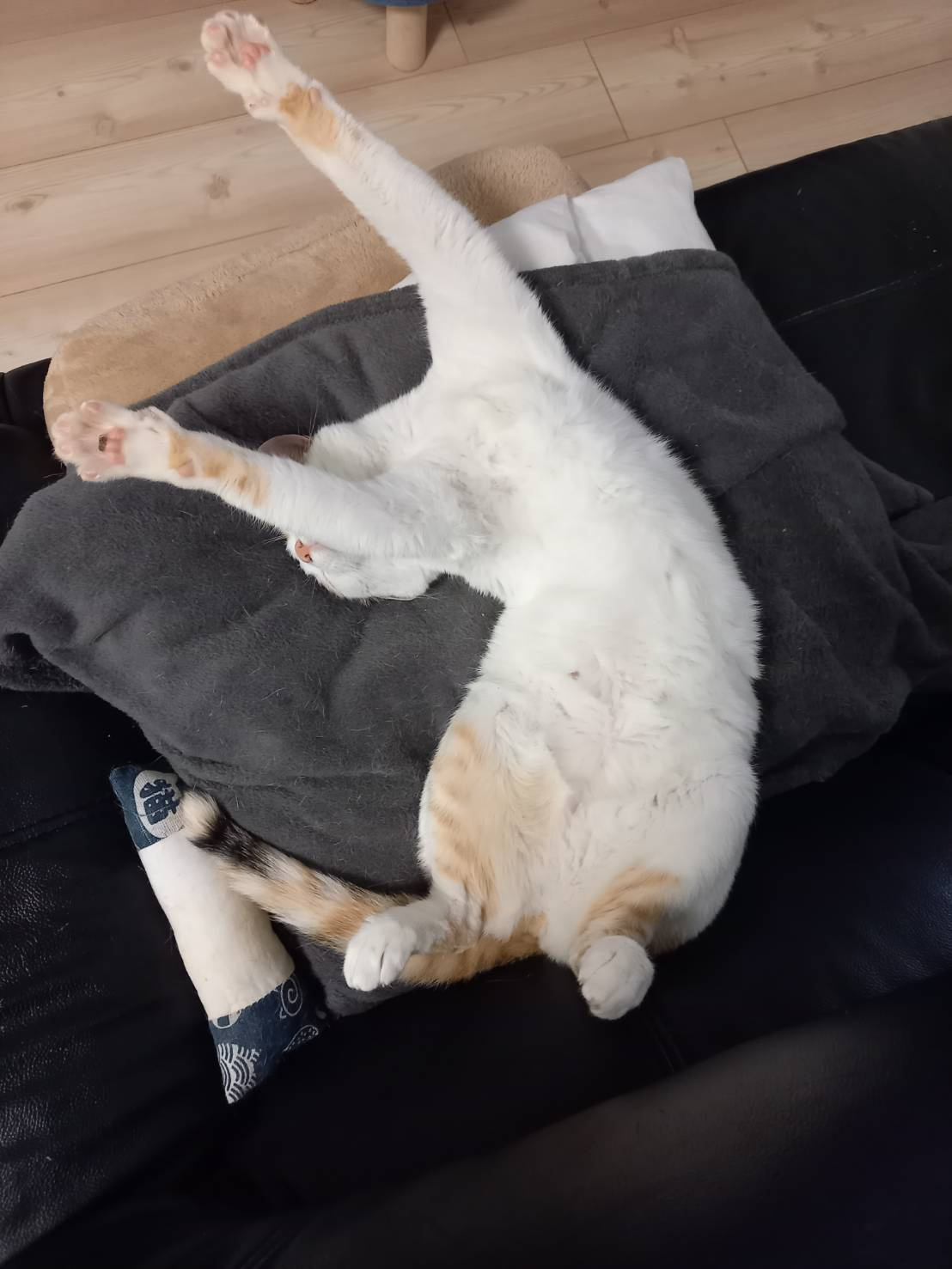 今日のねこの画像