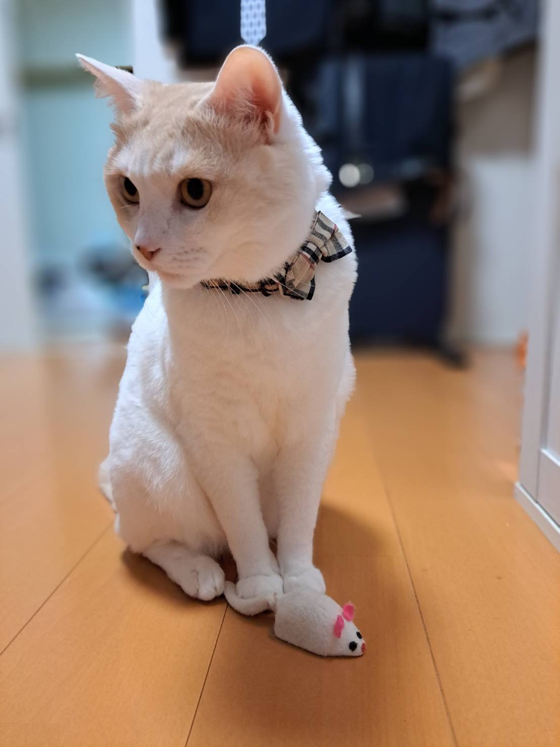 今日のねこの画像