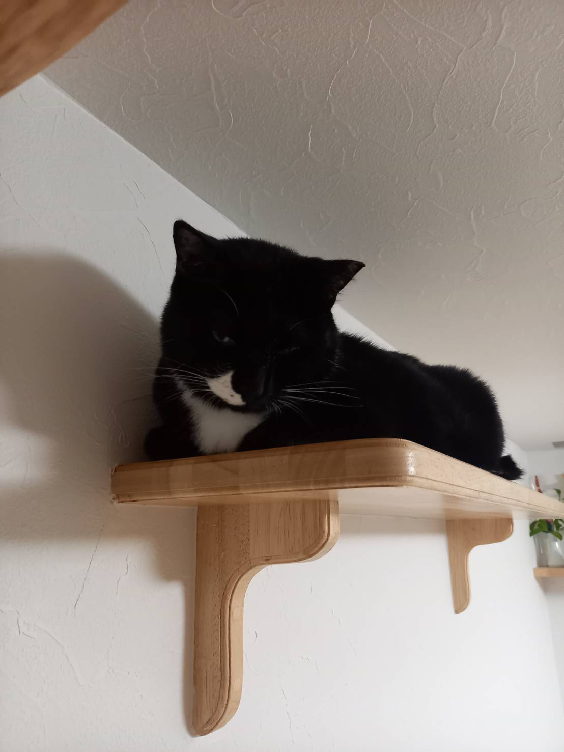 今日のねこの画像