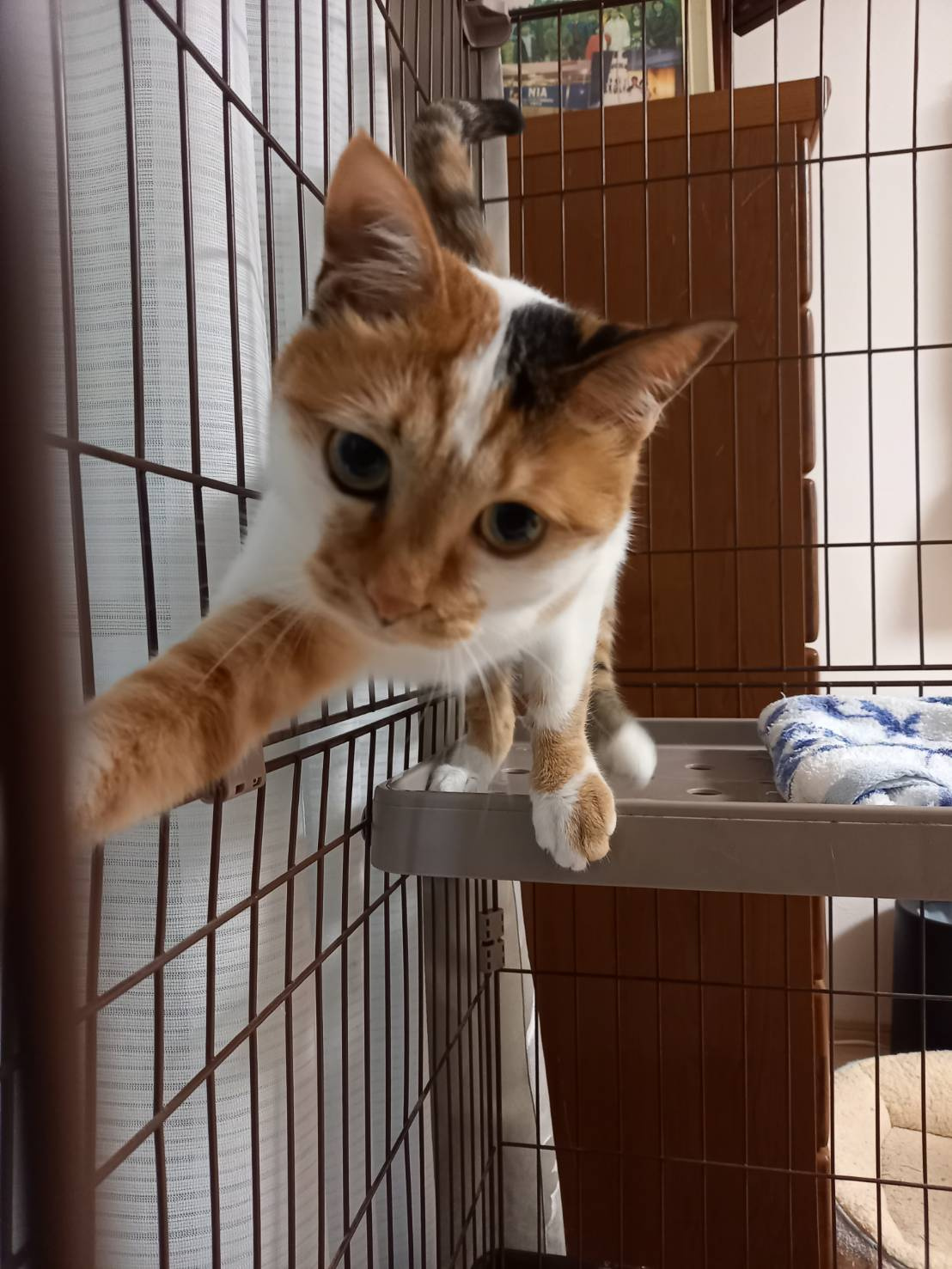 今日のねこの画像