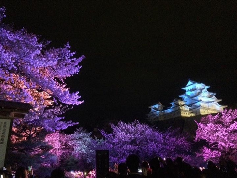 夜桜(*´▽｀*)の画像