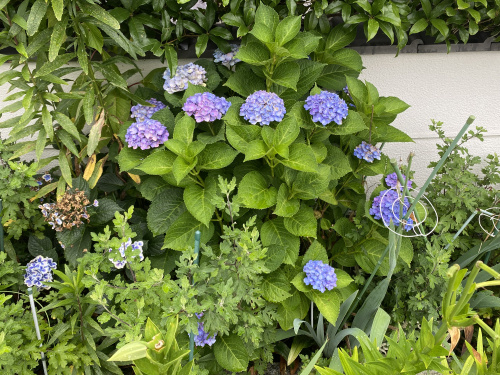 紫陽花の画像
