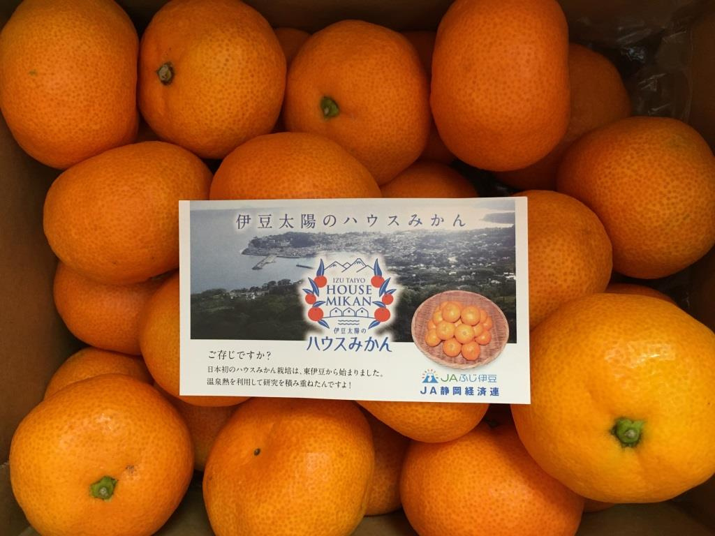 伊豆太陽のハウスみかん｜静岡県産　【ホームメイトFC大船駅前...の画像