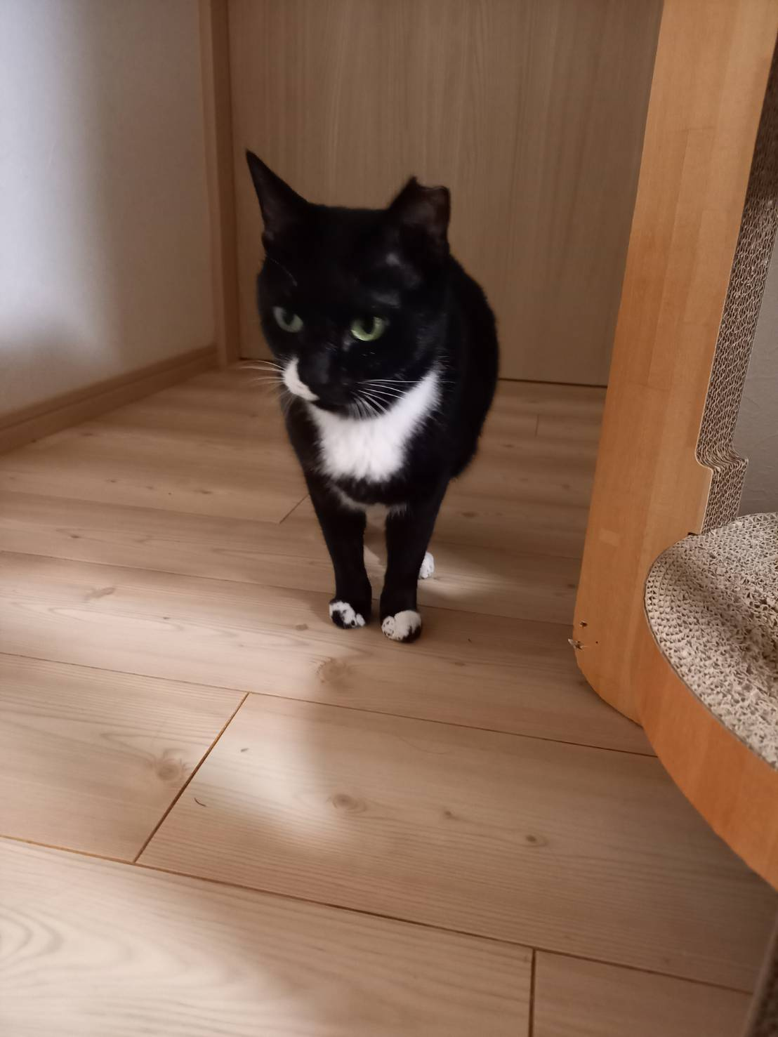 今日のねこの画像