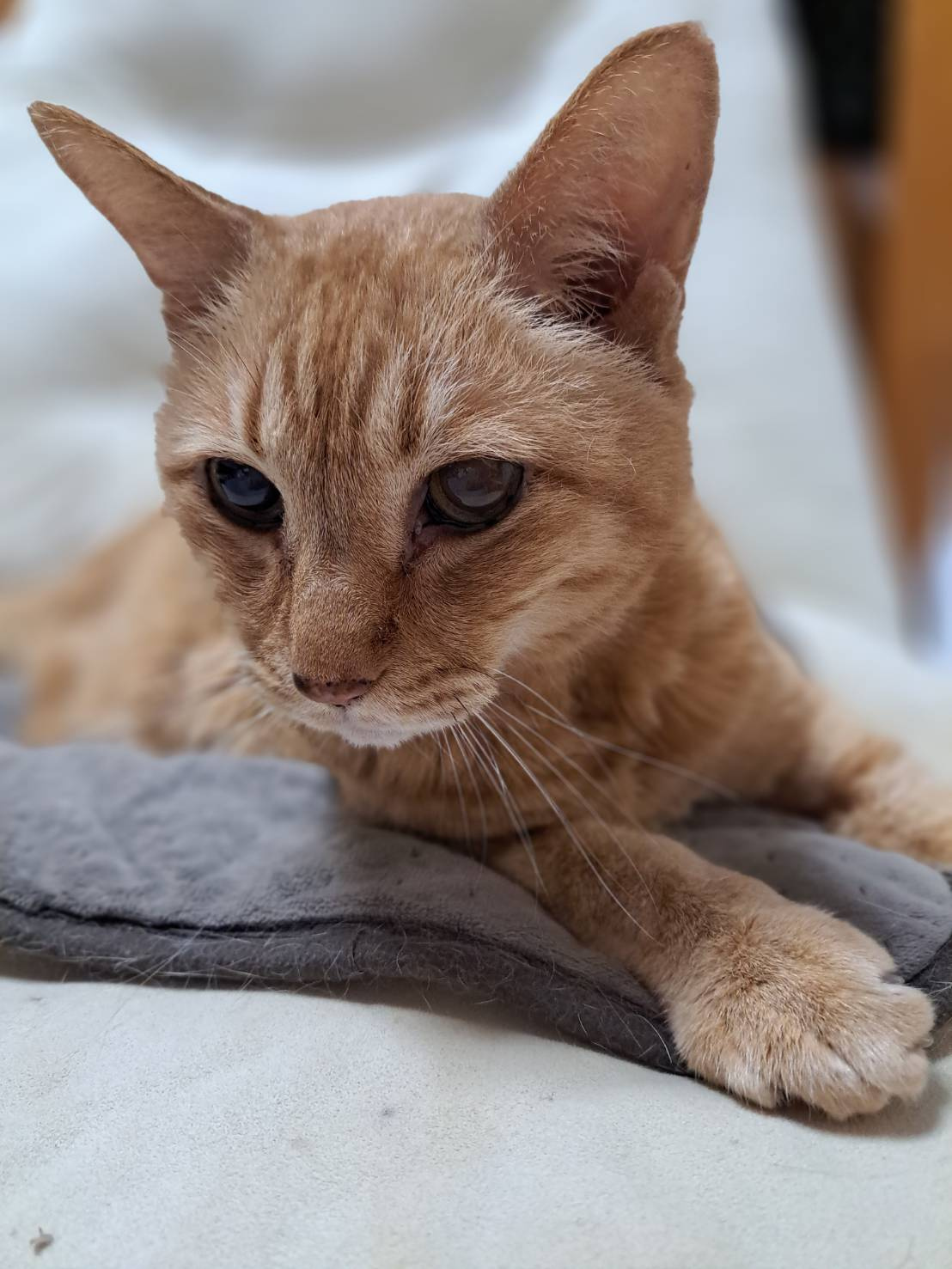 今日のねこの画像