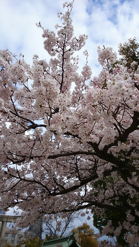 桜、桃の画像