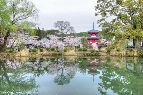 京都桜物語…大覚寺の画像