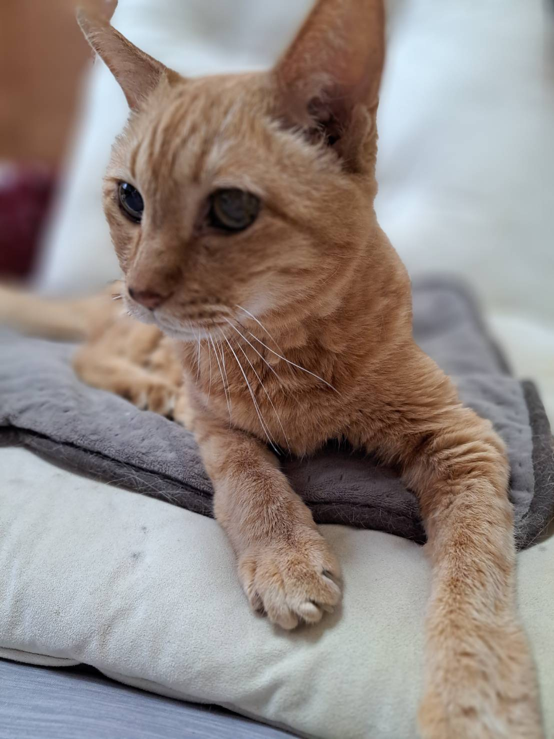 今日のねこの画像