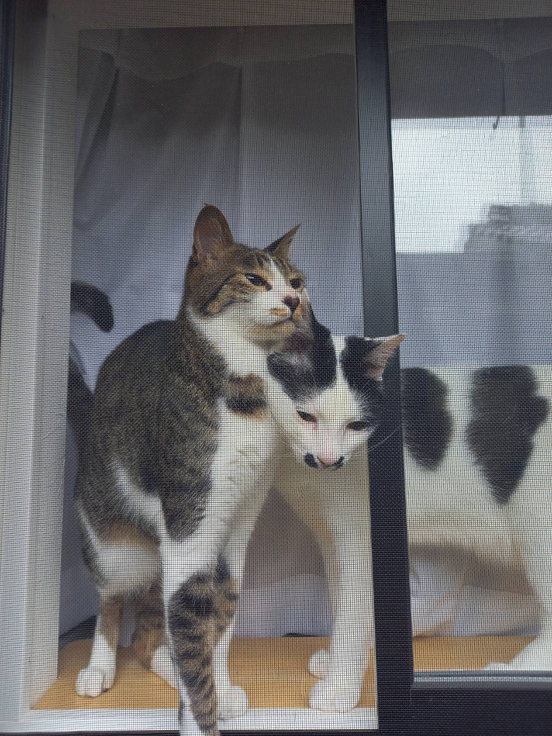 今日のねこの画像