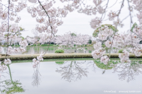 京都桜物語…のぞき見の画像