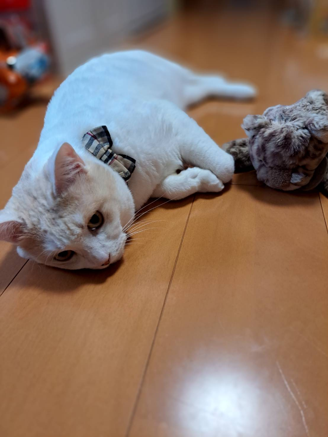 今日のねこの画像